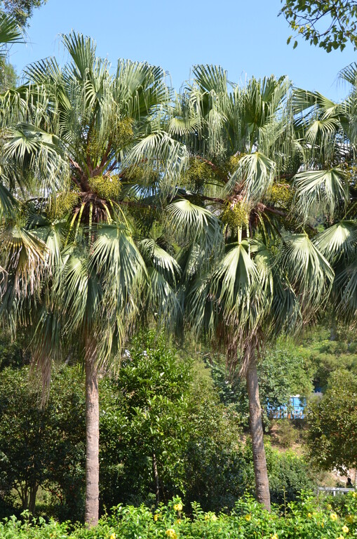 Chinese Fan-palm