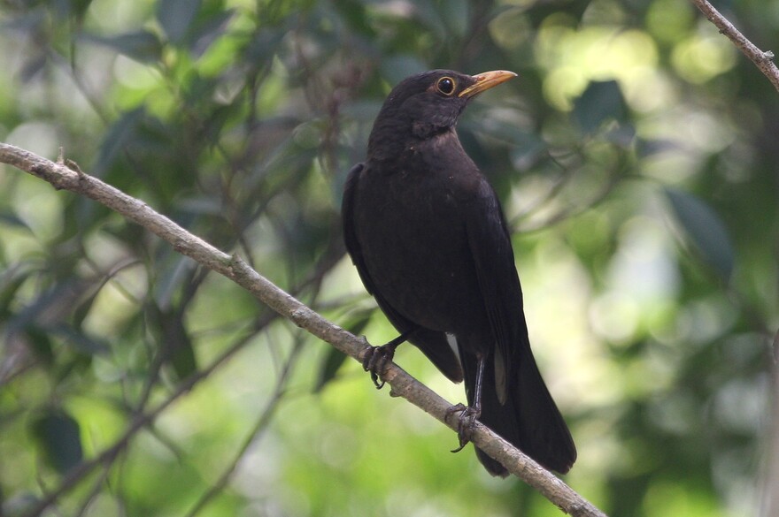 Common Blackbird