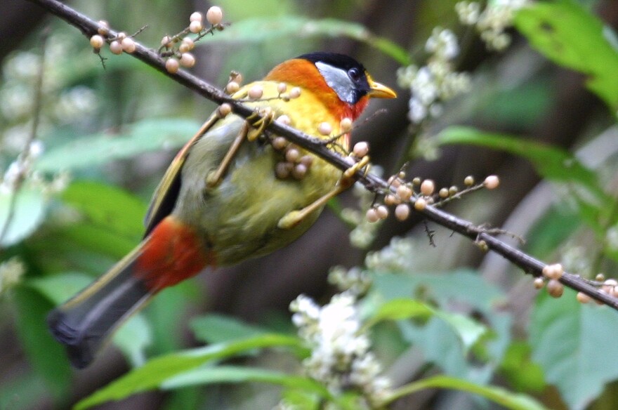 Silver-eared Mesia