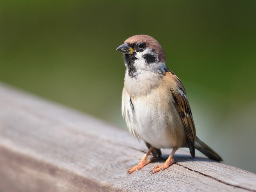 Eurasian Tree Sparrow