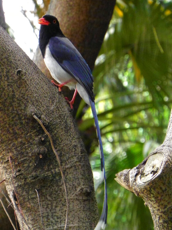 Blue Magpie