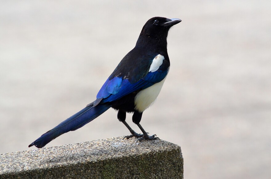 Common Magpie